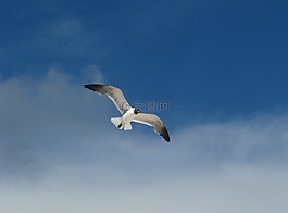 海鷗,鳥(niǎo),飛行