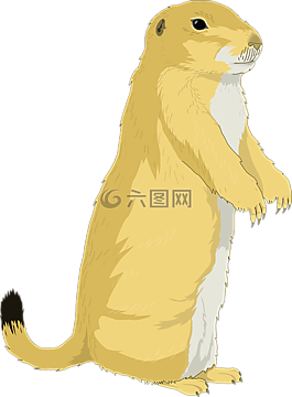草原土拨鼠,黑尾,动物