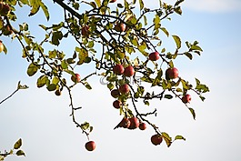 蘋(píng)果,性質(zhì),蘋(píng)果樹(shù)