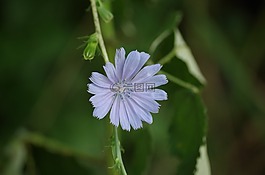 菊苣根,百花草甸,植物