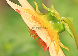 娇琴纱,侧视图,georgine