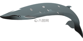 海豚,黑,游泳