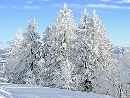 雪,冬天,杉木