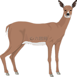 鹿,動(dòng)物,哺乳動(dòng)物