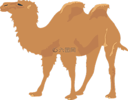駱駝,兩,駝峰
