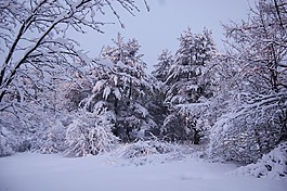 冬天,雪,霜