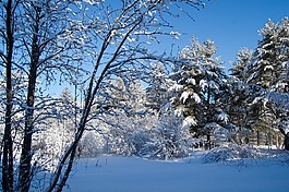 冬天,雪,樹