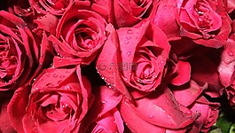玫瑰,花,花瓣