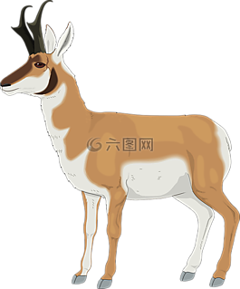 動(dòng)物,側(cè),查看
