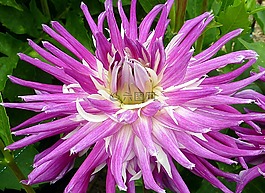 大丽花,花,紫