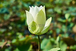 蓮花,植物,花卉