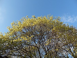 樹,春,自然