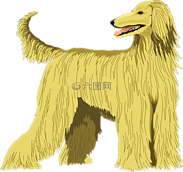 狗,寵物,獵犬