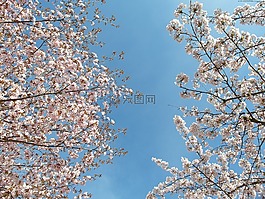 樹,春,自然