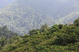 自然,山,樹