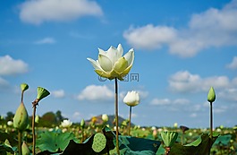 蓮花,植物,花卉
