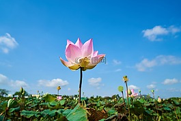 蓮花,植物,花卉