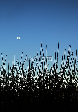 月亮,景觀,天空