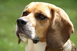 小獵犬,狗,寵物