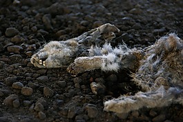 兔子,死亡,動(dòng)物