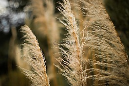 燈芯,干葉,靜物