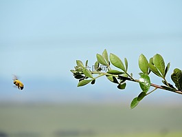 自然,植物,蜜蜂