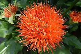 橙,花,盛開(kāi)