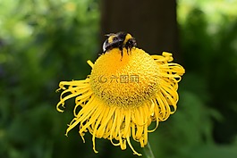 蜜蜂,黃色,關(guān)閉