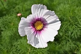 開花,花,白