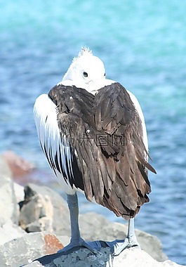 鵜,澳大利亞,鳥