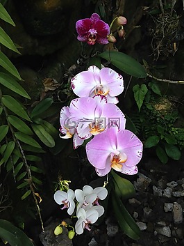 混合的蘭花,花,花的