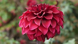 花,紅色,植物