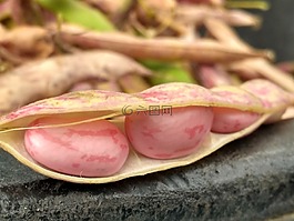 堅果,紅色,花園