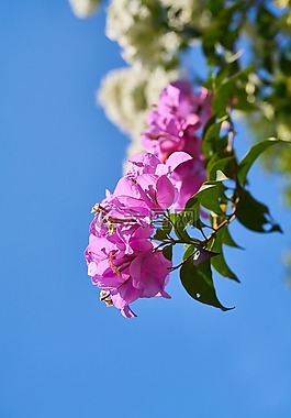花卉,性質(zhì),植物