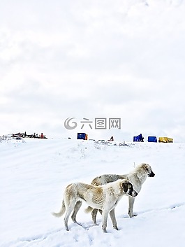 雪,冬天,冷