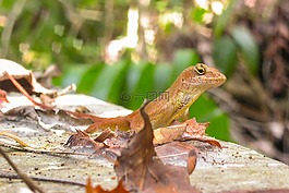 蜥蜴,爬行動物,動物