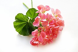rosengeranie,花,開花