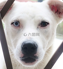 狗,狗的頭,格