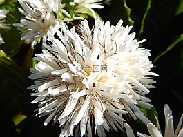 咖啡,花,人工林