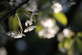 櫻花盛開,光,春天