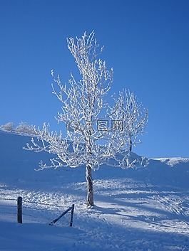 雪,冬天,霜