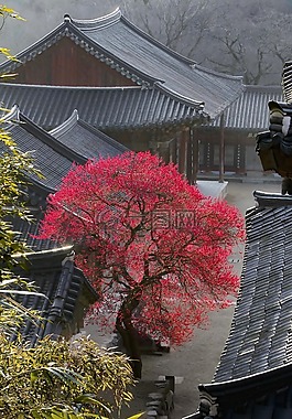 寺,春天,鮮花