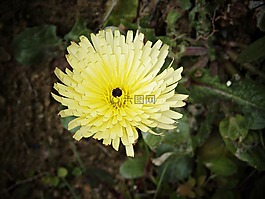 urospermum dalechampii,黄色花,字段