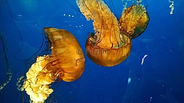 水母,生活,瑪麗娜