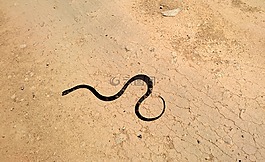 阿穆尔河 ratsnake,蛇幼林,蛇