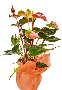 室內(nèi)植物,廠,nukkumaija