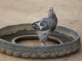 雞,農(nóng)場