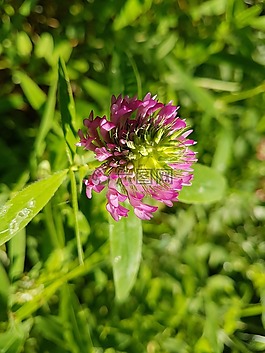 花,自然,特寫