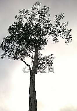 樹,畫,繪圖