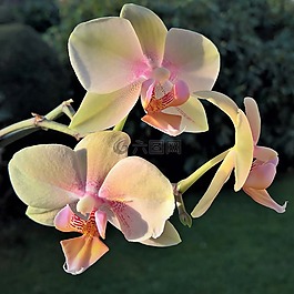 花,蘭花,蝴蝶蘭